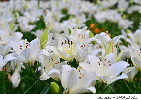 白い百合の花 白い百合の花 140413623