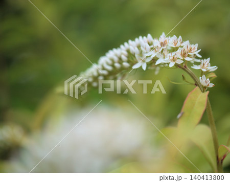6月に咲いた白くて可憐なオカトラノオの花 6月に咲いた白くて可憐なオカトラノオの花 140413800