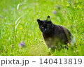 のらねこ 140413819