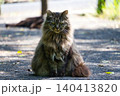 のらねこ 140413820