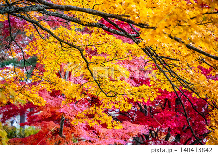 山梨 紅葉に染まる山中湖 山梨 紅葉に染まる山中湖 140413842