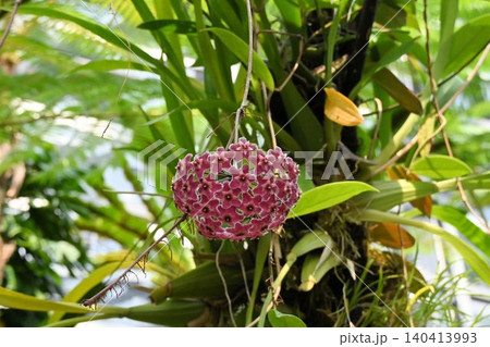オーストラリア原産の枝から垂れ下がった花冠と副花冠のの花の半球状の花序が綺麗なホヤ・ブルプレオフスカ オーストラリア原産の枝から垂れ下がった花冠と副花冠のの花の半球状の花序が綺麗なホヤ・ブルプレオフスカ 140413993