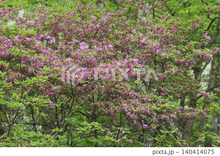 トウゴクミツバツツジのピンクの花　 140414075