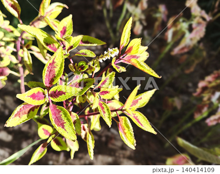 Overhead close-up of a coleus scutellarioides plant, also known as daun miana, with vibrant green and red leaves growing in a garden bed with a wooden fence and grassy area in the Overhead close-up of a coleus scutellarioides plant, also known as daun miana, with vibrant green and red leaves growing in a garden bed with a wooden fence and grassy area in the 140414109