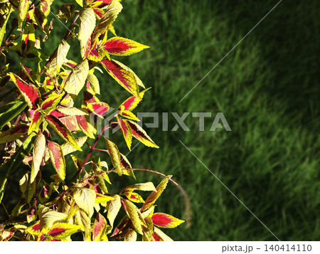 Overhead close-up of a coleus scutellarioides plant, also known as daun miana, with vibrant green and red leaves growing in a garden bed with a wooden fence and grassy area in the Overhead close-up of a coleus scutellarioides plant, also known as daun miana, with vibrant green and red leaves growing in a garden bed with a wooden fence and grassy area in the 140414110