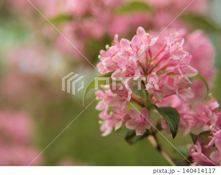 4月に美しく咲いたピンク色のタニウツギの花 4月に美しく咲いたピンク色のタニウツギの花 140414117