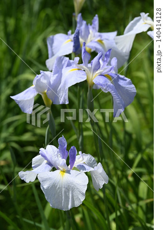 水の光・花菖蒲 140414128