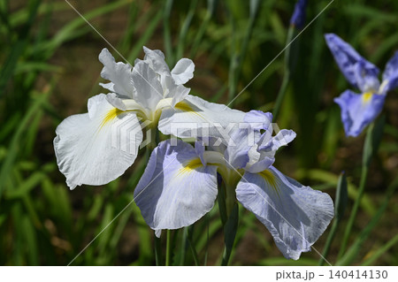 清少納言・花菖蒲 140414130