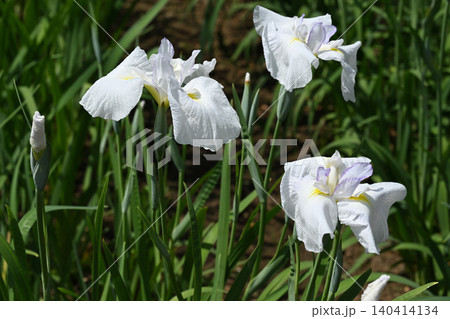 有馬川・花菖蒲 140414134