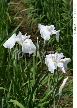 有馬川・花菖蒲 有馬川・花菖蒲 140414135