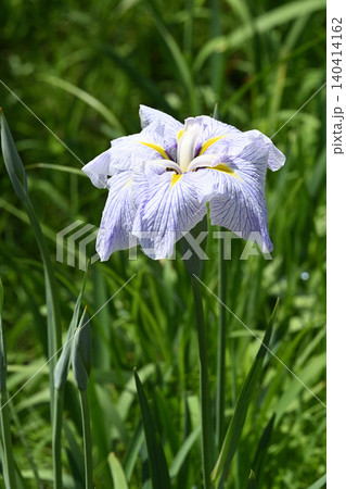 夏姿・花菖蒲 140414162