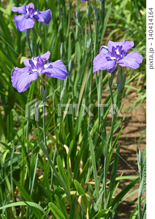 五色の珠・花菖蒲 140414164