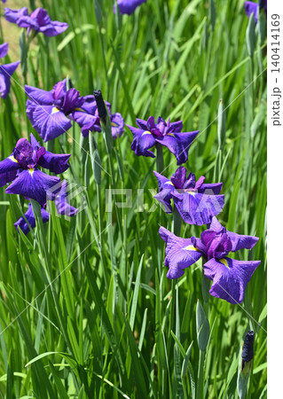 小紫・花菖蒲 140414169