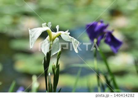 平安神宮西神苑 白虎池の白い花菖蒲(京都市左京区) 平安神宮西神苑 白虎池の白い花菖蒲(京都市左京区) 140414282