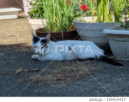 近所の猫 近所の猫 140414417