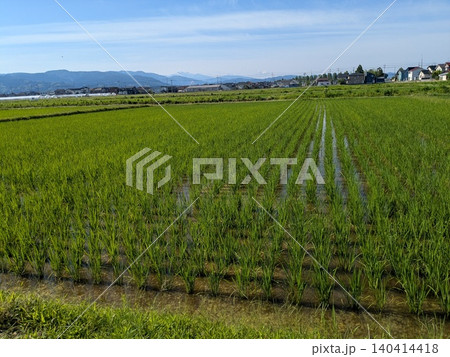 田園1 140414418