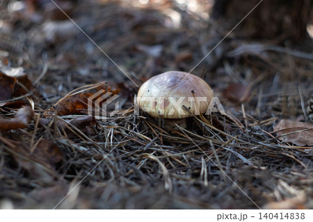 Butter mushroom growing in dry pine needle forest Butter mushroom growing in dry pine needle forest 140414838