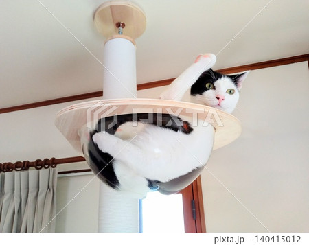 キャットタワーの透明ボウルでくつろぐ白黒猫 140415012