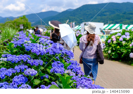 これが開成ブルーのアジサイです 開成町あじさいまつりの風景 これが開成ブルーのアジサイです 開成町あじさいまつりの風景 140415090