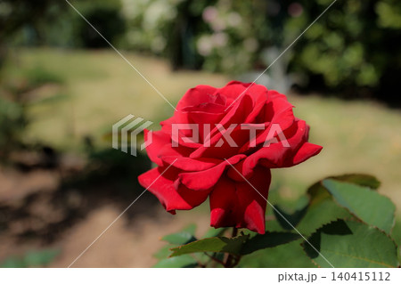 多くの人々の心を癒す色とりどりに咲き誇るバラの花たち 多くの人々の心を癒す色とりどりに咲き誇るバラの花たち 140415112