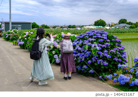 楽しい写真撮影　開成町あじさいまつり 140415167