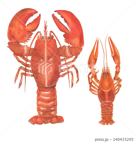 Lobster and crayfish. Boiled crustaceans. Watercolor illustration. Hand-drawn. Isolated on a white background. Suitable for postcards and posters. 140415205