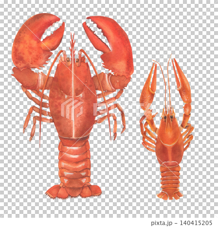 Lobster and crayfish. Boiled crustaceans. Watercolor illustration. Hand-drawn. Isolated on a white background. Suitable for postcards and posters. 140415205