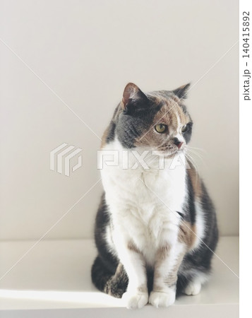 薄い三毛猫美人猫正面向いて欲しいね 薄い三毛猫美人猫正面向いて欲しいね 140415892