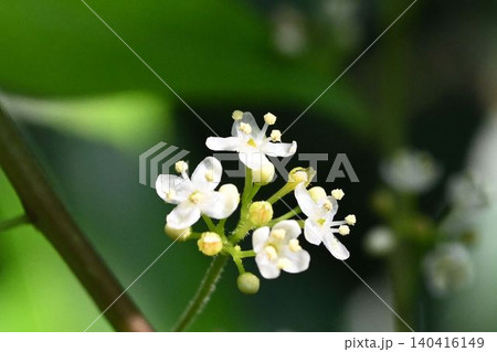 南アメリカ原産のマテ茶でよく知られている白色の花の花序が綺麗なマテの花 南アメリカ原産のマテ茶でよく知られている白色の花の花序が綺麗なマテの花 140416149
