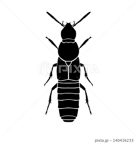 Rove beetles of the genus Quedius silhouette Rove beetles of the genus Quedius silhouette 140416233