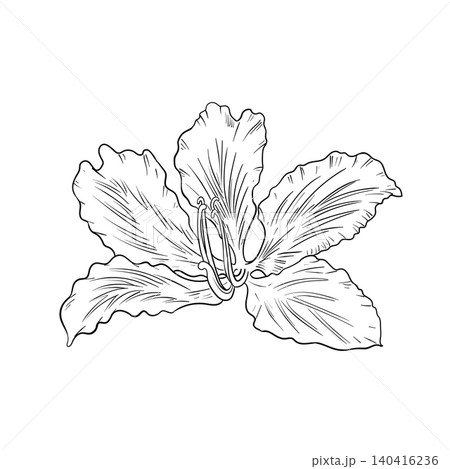 Hand drawn Bauhinia purpurea flower Hand drawn Bauhinia purpurea flower 140416236