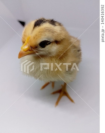 Healthy Day-Old Chicken Chick Portrait 140416392