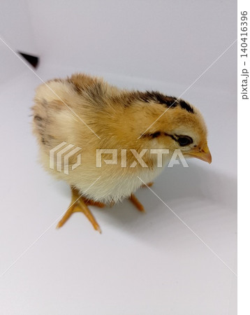 Farm Raised Baby Chicken Isolated Farm Raised Baby Chicken Isolated 140416396