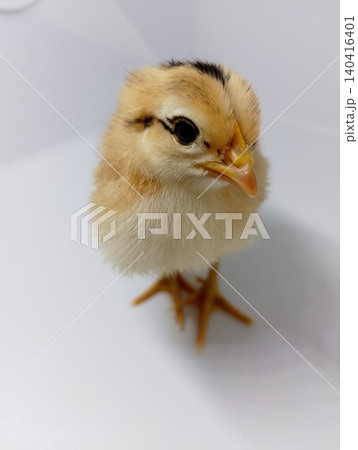 Cute Newborn Chick Isolated on White Background 140416401