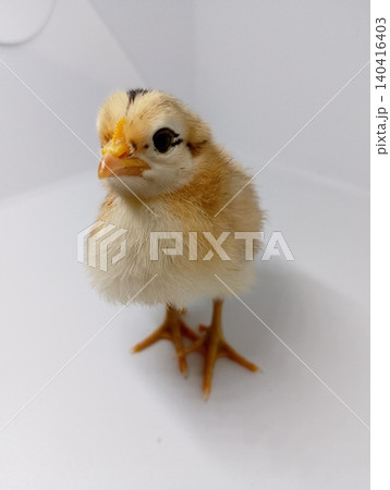 Small Chicken Hatchling Isolated Studio Image Small Chicken Hatchling Isolated Studio Image 140416403