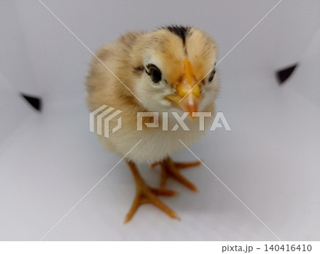 Young Domestic Chicken Isolated Background Young Domestic Chicken Isolated Background 140416410