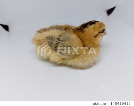 Baby Chicken Portrait in Studio Lighting 140416413