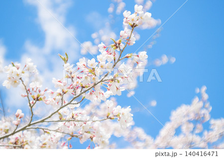 満開の桜と青空(オールドレンズ撮影) 満開の桜と青空(オールドレンズ撮影) 140416471