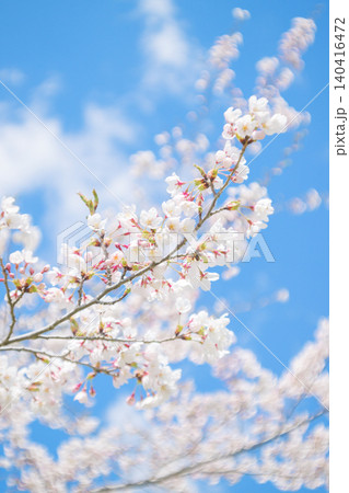 満開の桜と青空（オールドレンズ撮影） 140416472