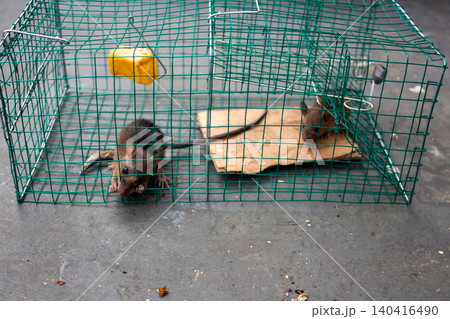 Live Rat Captured in Humane Wire Cage Trap Indoors Pest Control and Rodent Management Concept Live Rat Captured in Humane Wire Cage Trap Indoors Pest Control and Rodent Management Concept 140416490