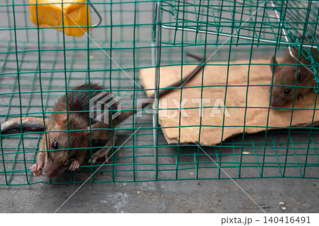 Live Rat Captured in Humane Wire Cage Trap Indoors Pest Control and Rodent Management Concept Live Rat Captured in Humane Wire Cage Trap Indoors Pest Control and Rodent Management Concept 140416491