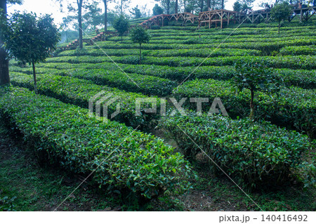 Lush Green Tea Plantation on Terraced Hillside with Scenic Landscape 140416492