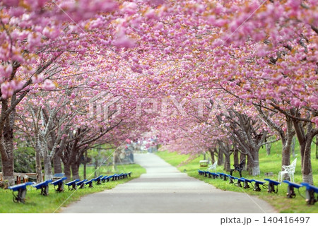 羅生門さくら公園（桜のトンネル）51633- 140416497