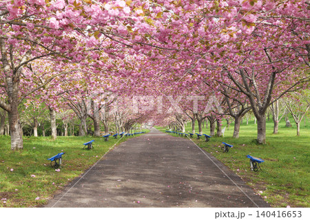 羅生門さくら公園(桜のトンネル)51963 羅生門さくら公園(桜のトンネル)51963 140416653