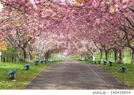 羅生門さくら公園(桜のトンネル)51968 羅生門さくら公園(桜のトンネル)51968 140416654