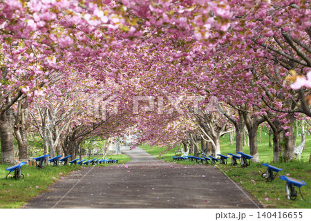 羅生門さくら公園(桜のトンネル)51975- 羅生門さくら公園(桜のトンネル)51975- 140416655
