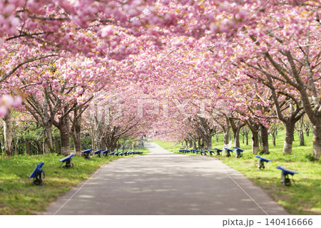 羅生門さくら公園（桜のトンネル）51448 140416666