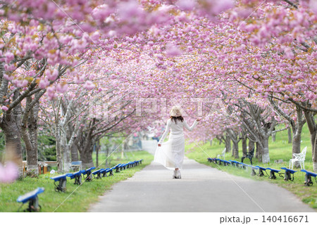 羅生門さくら公園(桜のトンネル)51520 羅生門さくら公園(桜のトンネル)51520 140416671