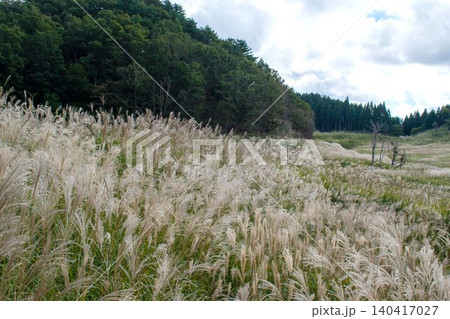 兵庫県神河町 砥峰高原に広がるススキの群生地 兵庫県神河町 砥峰高原に広がるススキの群生地 140417027