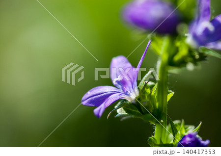 桔梗草(ききょうそう) 140417353